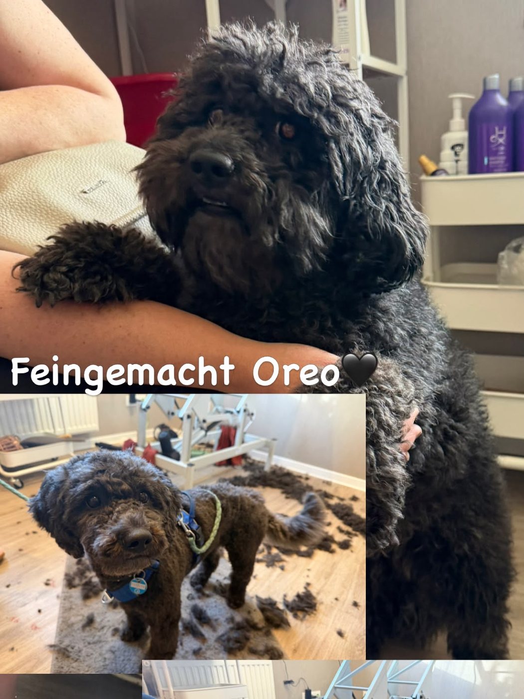 Schwarzer, lockiger Hund Oreo vor und nach der Fellpflege im Salon