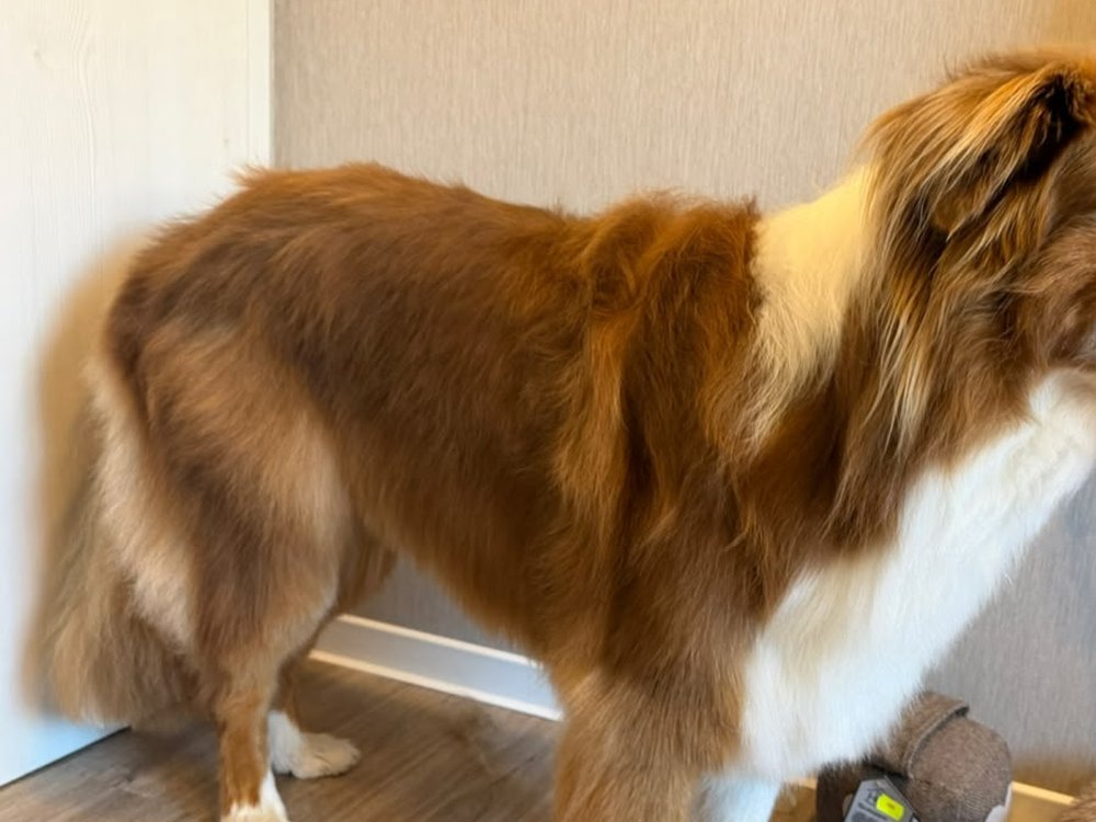 Nachher: großer brauner Hund