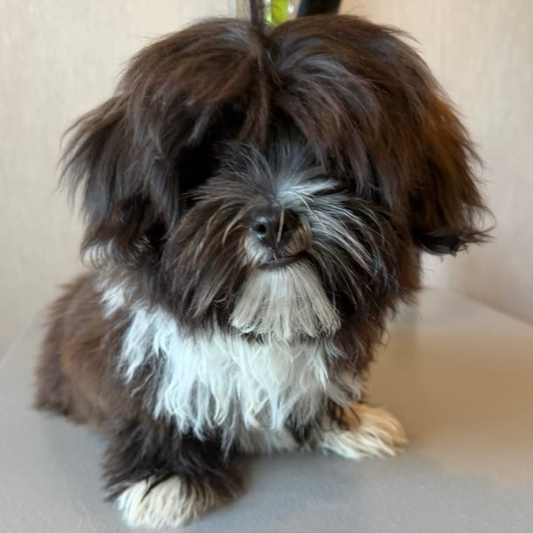 Vorher: kleiner schwarz-weißer Hund