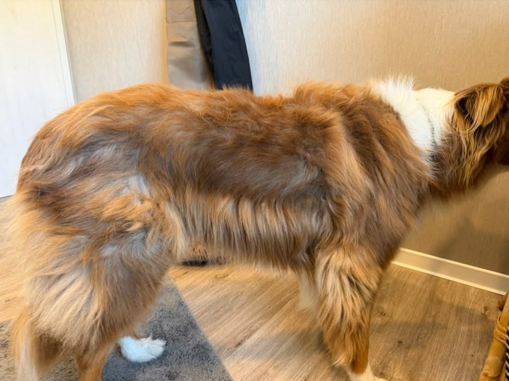 Vorher: großer brauner Hund