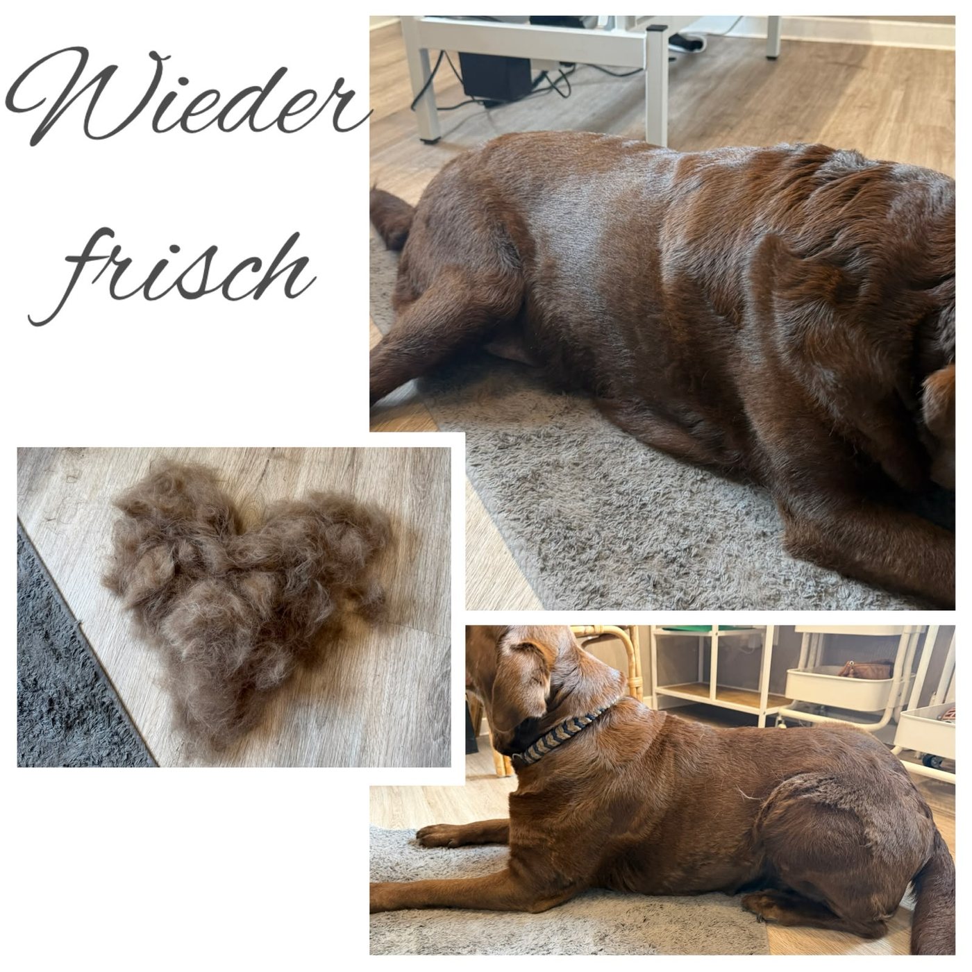 Brauner Hund nach dem Entfernen der Unterwolle mit glänzendem Fell, daneben die ausgebürstete Unterwolle in Herzform