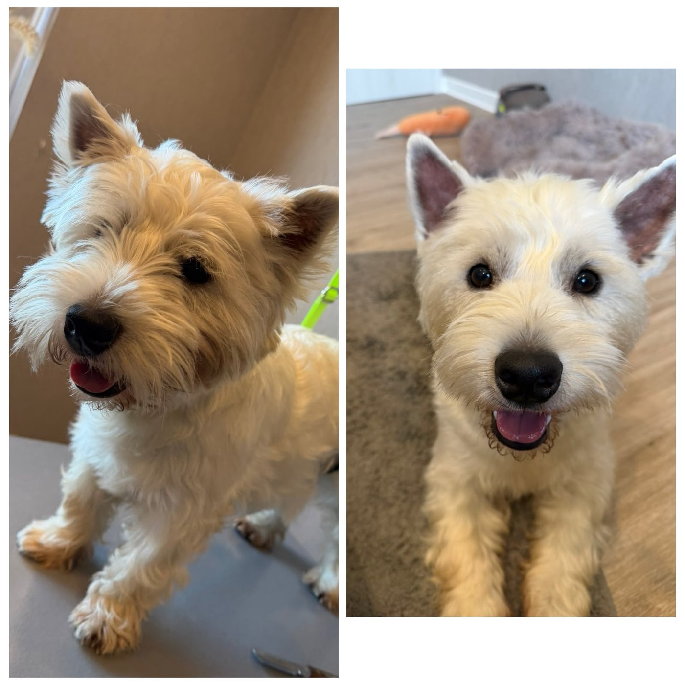 Kleiner weißer Terrier vorher mit zerzaustem Fell und nachher frisch gepflegt mit freundlichem Blick