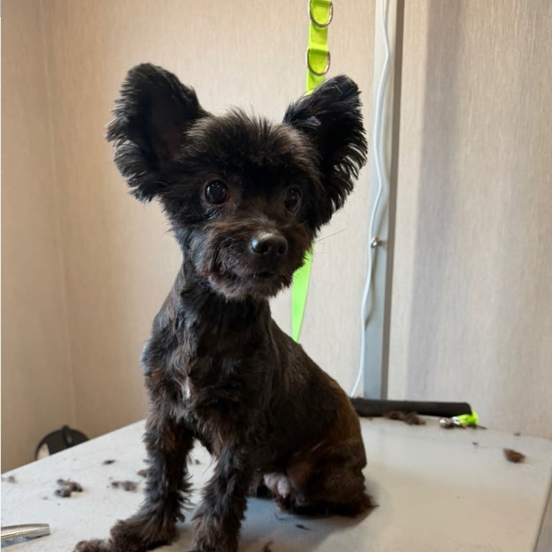Nachher: kleiner schwarzer Hund
