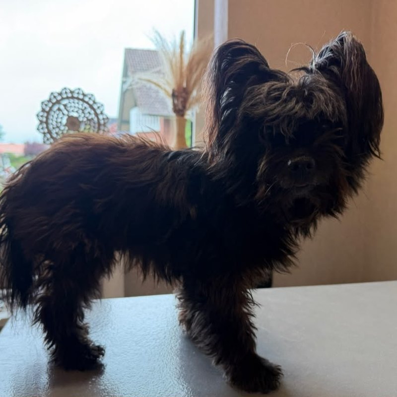 Vorher: kleiner schwarzer Hund