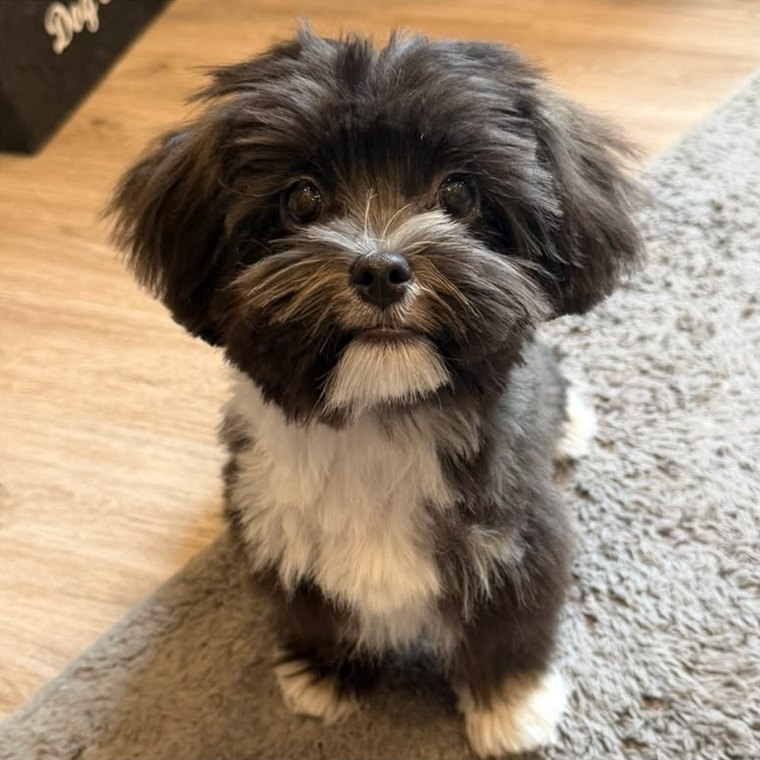 Nachher: kleiner schwarz-weißer Hund