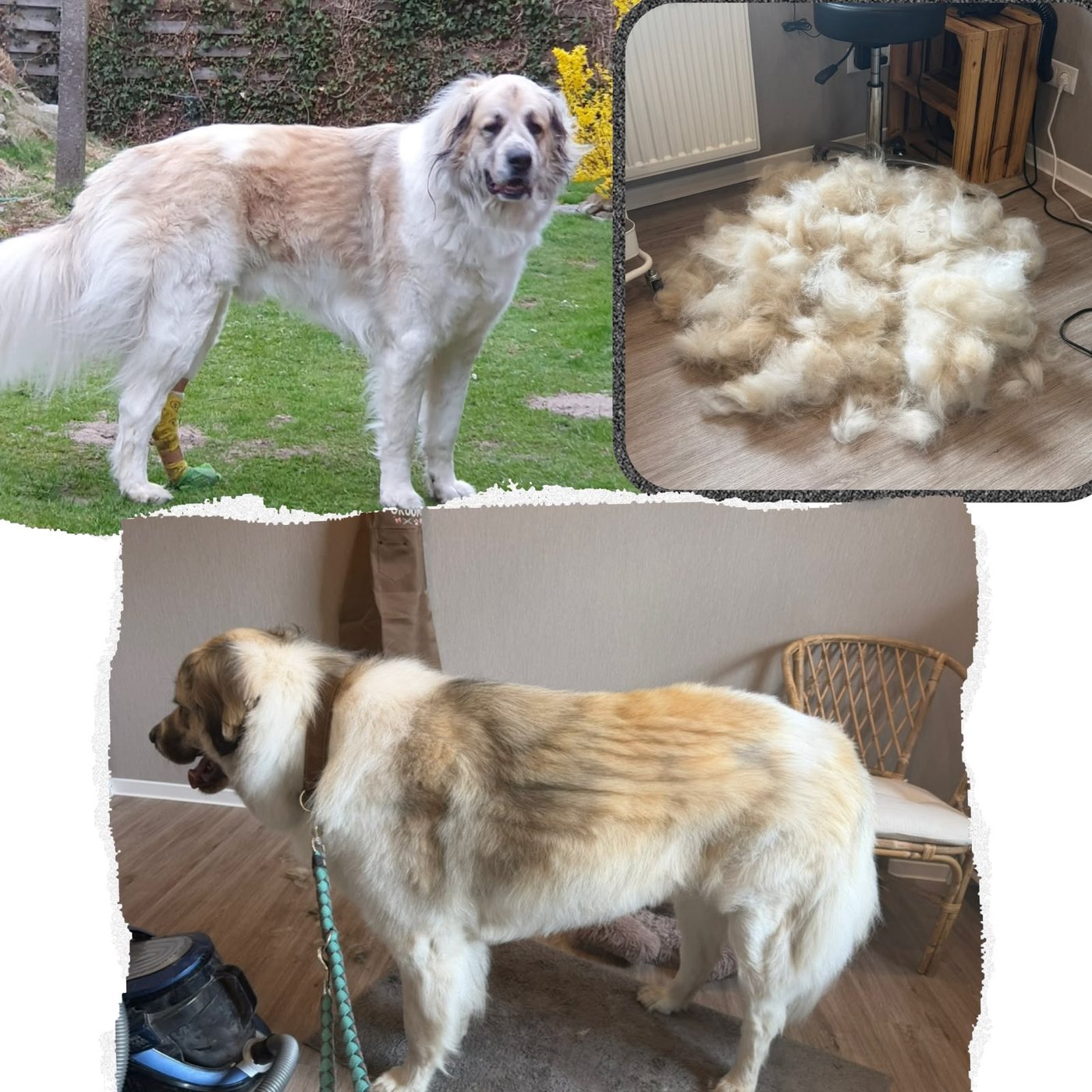 Großer weiß-beiger Hund vor und nach dem Entfernen der Unterwolle, daneben ein großer Haufen ausgebürsteter Unterwolle