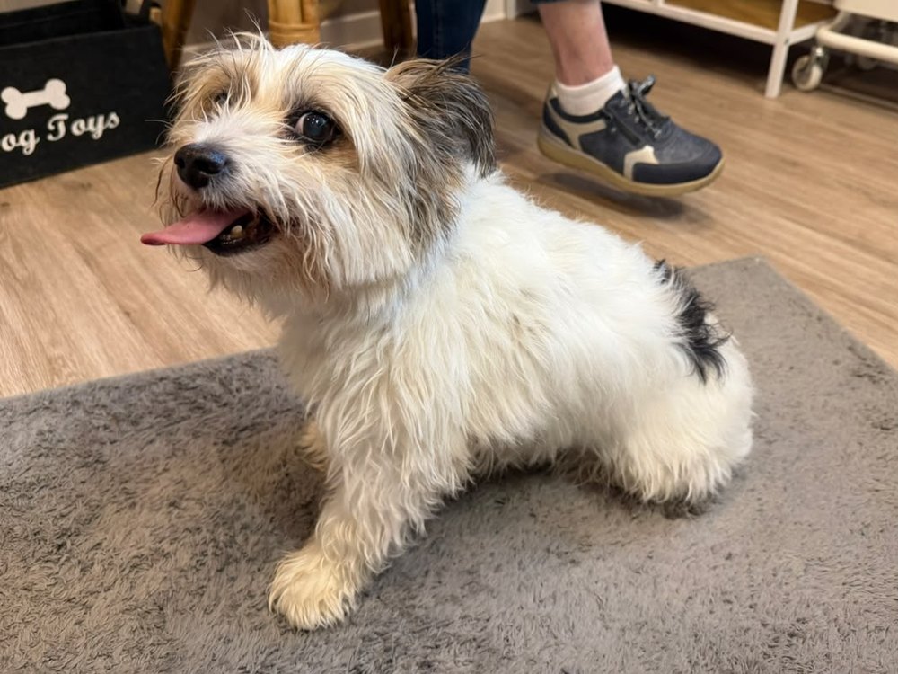 Vorher: weißer Hund mit schwarzen Abzeichen
