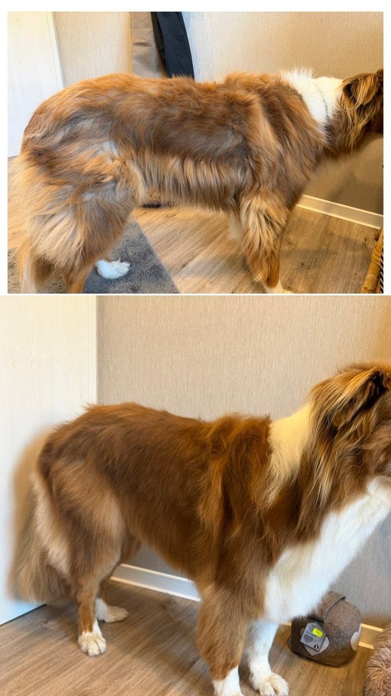 Großer brauner Hund mit weißer Brust vorher mit stumpfem, losem Fell und nachher mit glänzendem Fell nach der Unterwolle-Entfernung