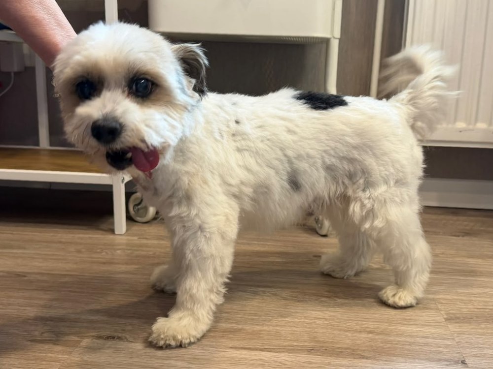 Nachher: weißer Hund mit schwarzen Abzeichen